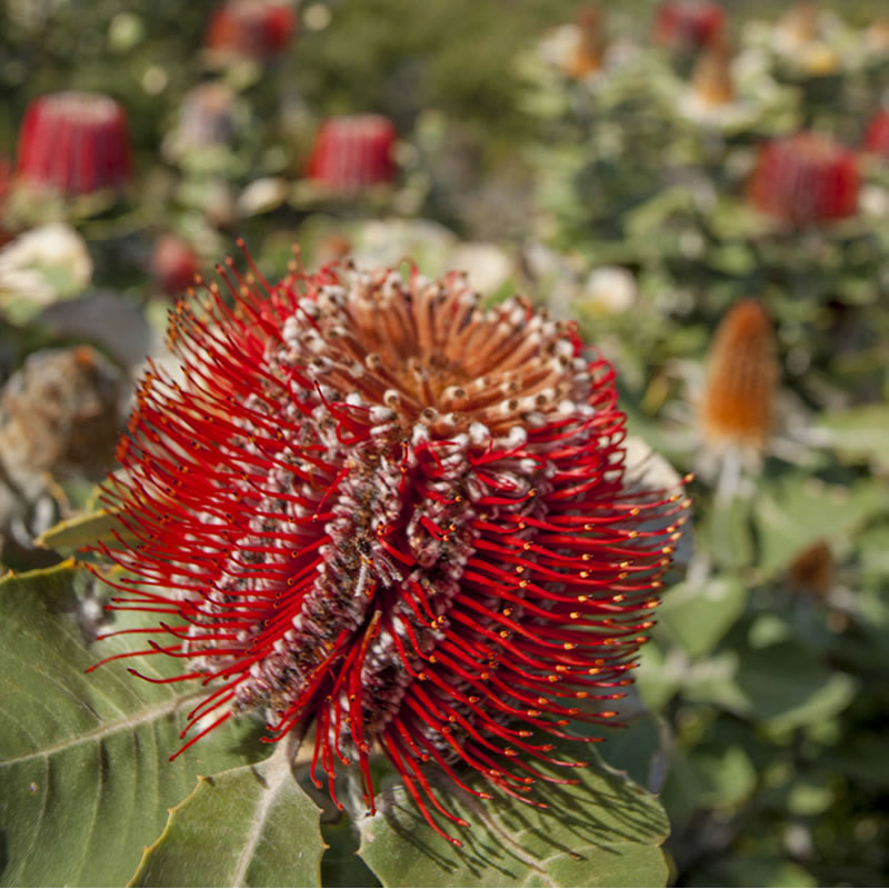 Wild flower wild flower